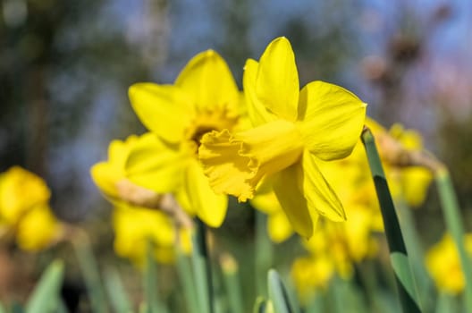 Easter Bell - daffodil 24