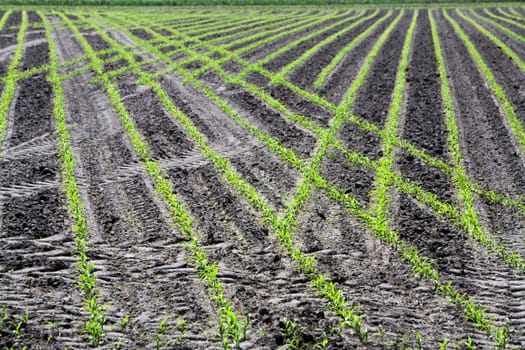 Just planted corn field