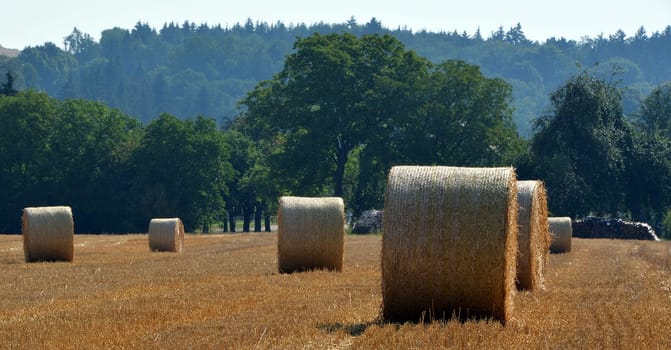 Straw rolls