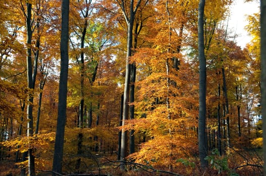 Beech Forest,Autumn,Autumn Blaetter