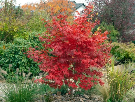 Faecherahorn,Autumn,Acer