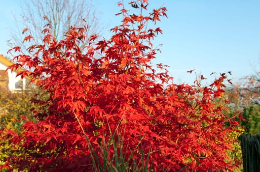 Faecherahorn,Autumn,Acer