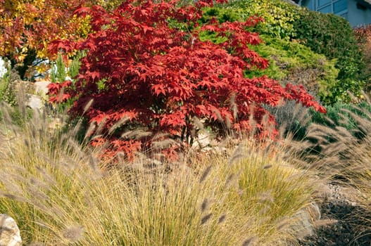 Faecherahorn,Autumn,Acer