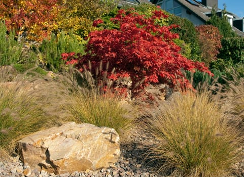 Faecherahorn,lamp cleaner grass,stone garden