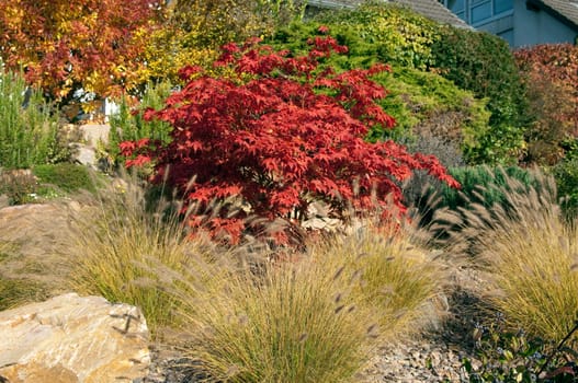 Faecherahorn,Autumn,Acer