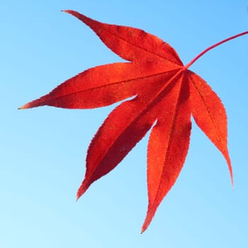 Faecherahorn,Autumn,Acer