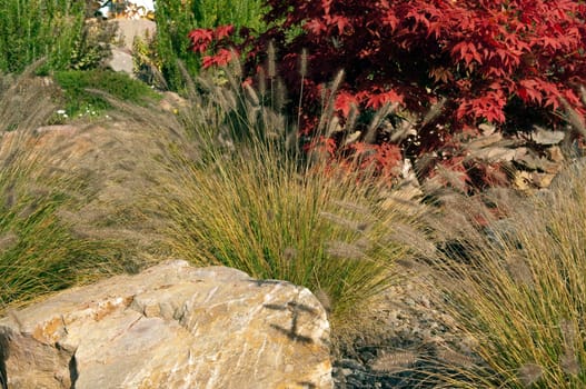 acer palmatum,fountain grass rockery