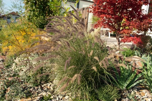 Faecherahorn,lamp cleaner grass,stone garden
