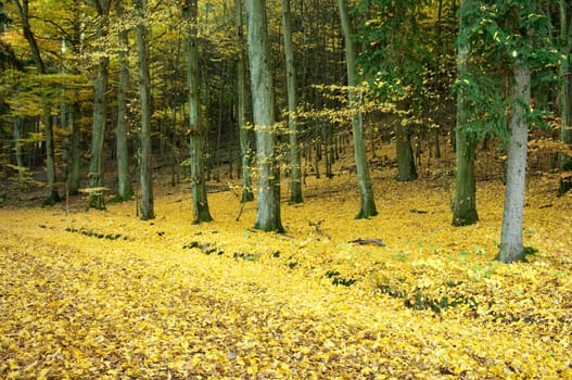 Autumn Impressions,Autumn,Autumn Blaetter
