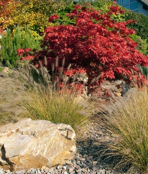Faecherahorn,Autumn,Acer