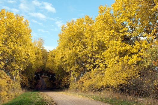 Autumn Impressions,Autumn,Autumn Blaetter