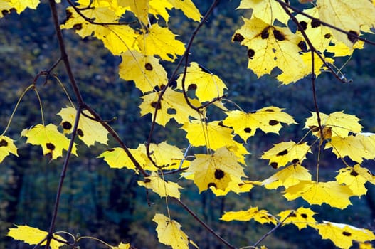 Autumn Impressions,Autumn,Autumn Blaetter
