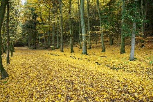 Autumn Impressions,Autumn,Autumn Blaetter
