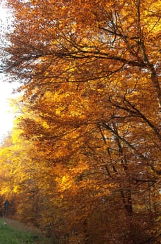 Beech Forest,Autumn,Autumn Blaetter