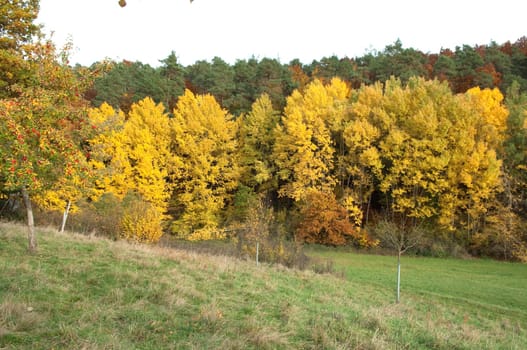 Autumn Impressions,Autumn,Autumn Blaetter