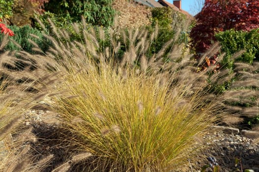 Lamp cleaner grass,stone garden