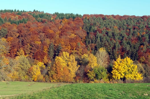 Autumn Impressions,Autumn,Autumn Blaetter