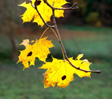 Autumn Impressions,Autumn,Autumn Blaetter