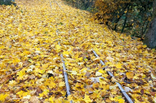 Autumn Impressions,Autumn,Autumn Blaetter