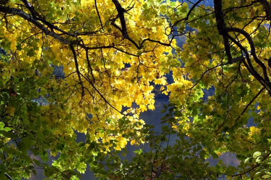 Autumn Impressions,Autumn,Autumn Blaetter