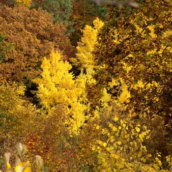 Autumn Impressions,Autumn,Autumn Blaetter