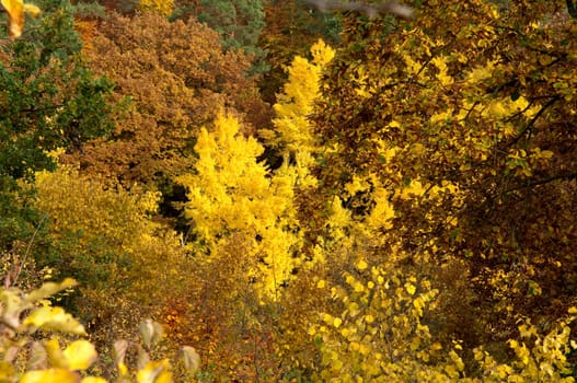 Autumn Impressions,Autumn,Autumn Blaetter