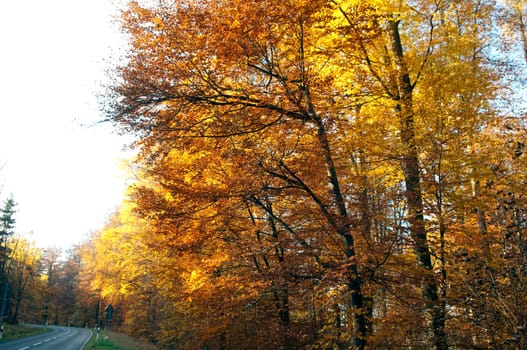 Beech Forest,Autumn,Autumn Blaetter