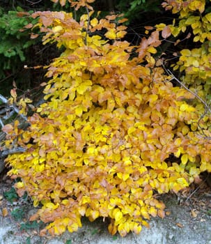 Beech Forest,Autumn,Autumn Blaetter