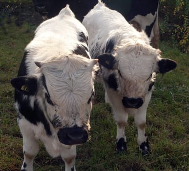 Pustertaler,Schecken,Beef
