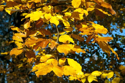 Autumn Impressions,Autumn,Autumn Blaetter