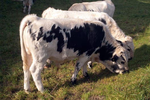 Pustertaler,Schecken,Beef