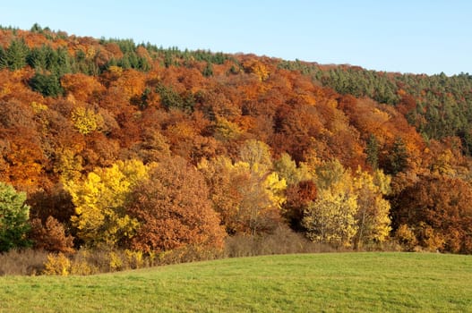 Autumn Impressions,Autumn,Autumn Blaetter