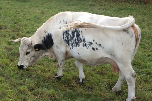 Pustertaler,Schecken,Beef