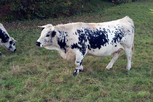 Pustertaler,Schecken,Beef