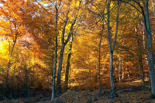 Beech Forest,Autumn,Autumn Blaetter