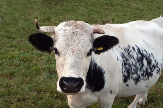 Pustertaler,Schecken,Beef