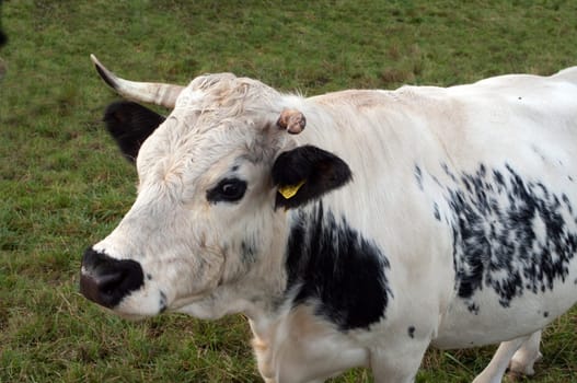 Pustertaler,Schecken,Beef