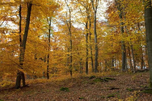 Beech Forest,Autumn,Autumn Blaetter