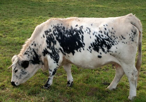 Pustertaler,Schecken,Beef