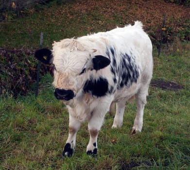 Pustertaler,Schecken,Beef