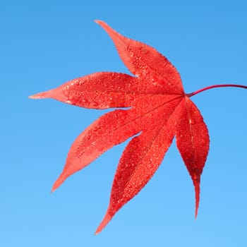 Faecherahorn,Autumn,Acer