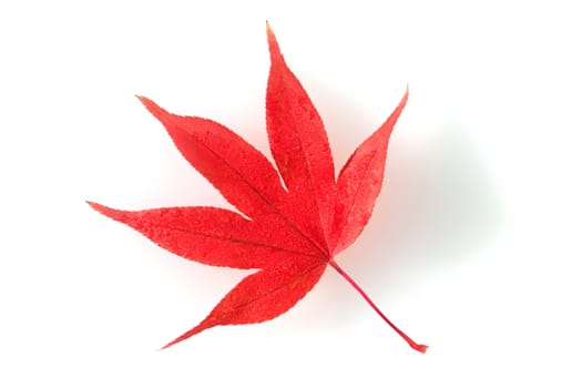 Faecherahorn,Autumn,Acer