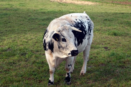 Pustertaler,Schecken,Beef