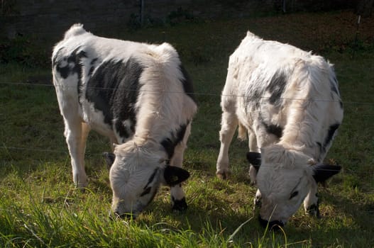Pustertaler,Schecken,Beef