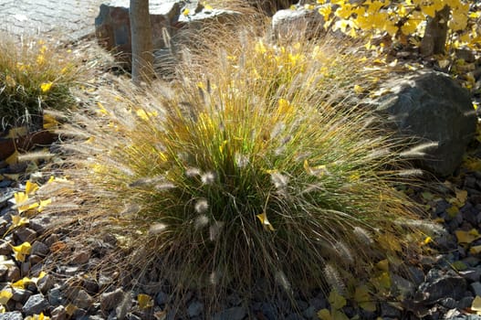 Lamp cleaner grass,stone garden