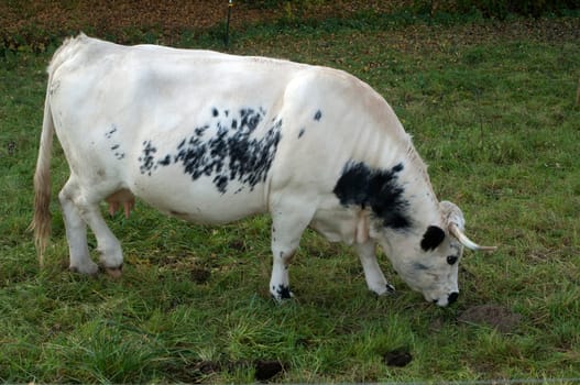 Pustertaler,Schecken,Beef