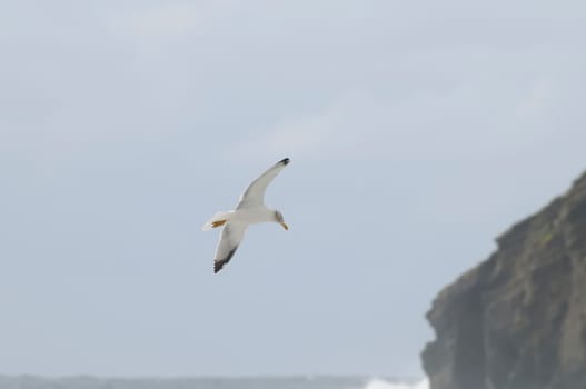tossing sea on sao miguel