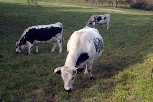 Pustertaler,Schecken,Beef