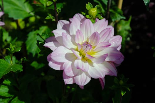 one lovely flower in the family dahlia the name is oriental dream