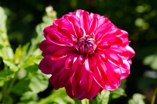 One  lovely flower in family dahlia the name is Raibas joks